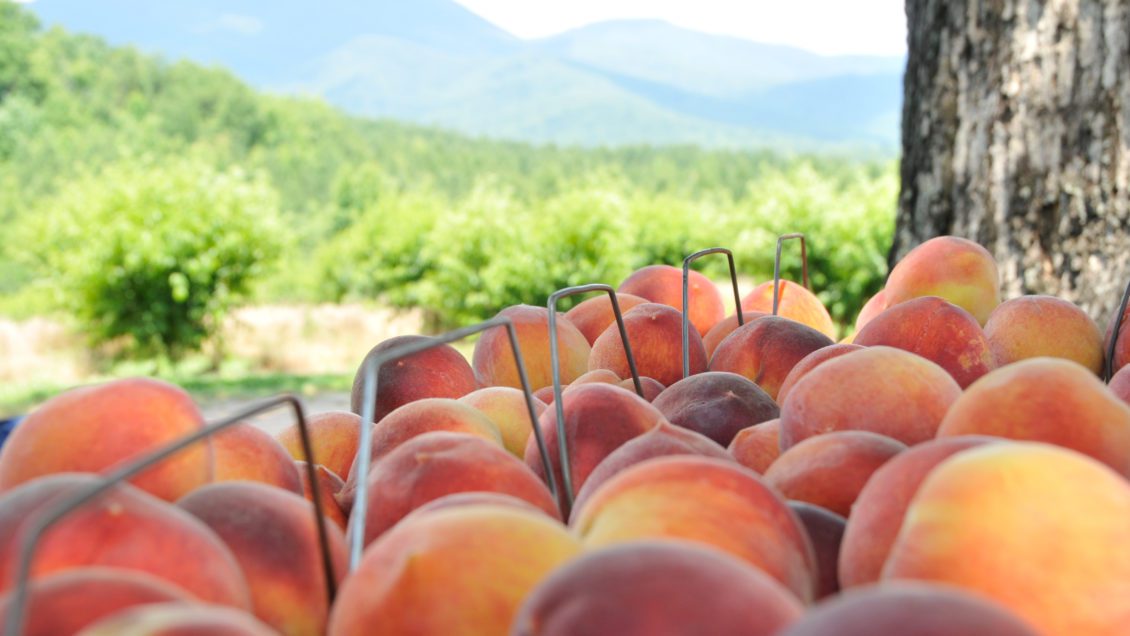 The peach industry is a major contributor to the South Carolina economy.