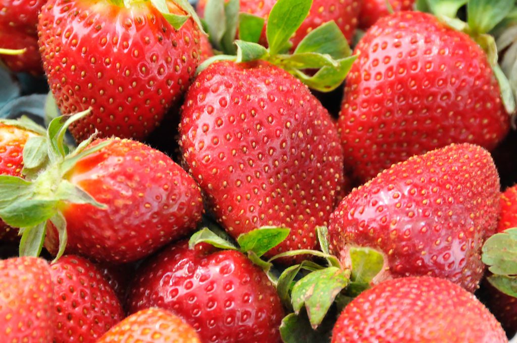 Clemson researchers report South Carolina strawberries appear to have survived the weekend cold snap.