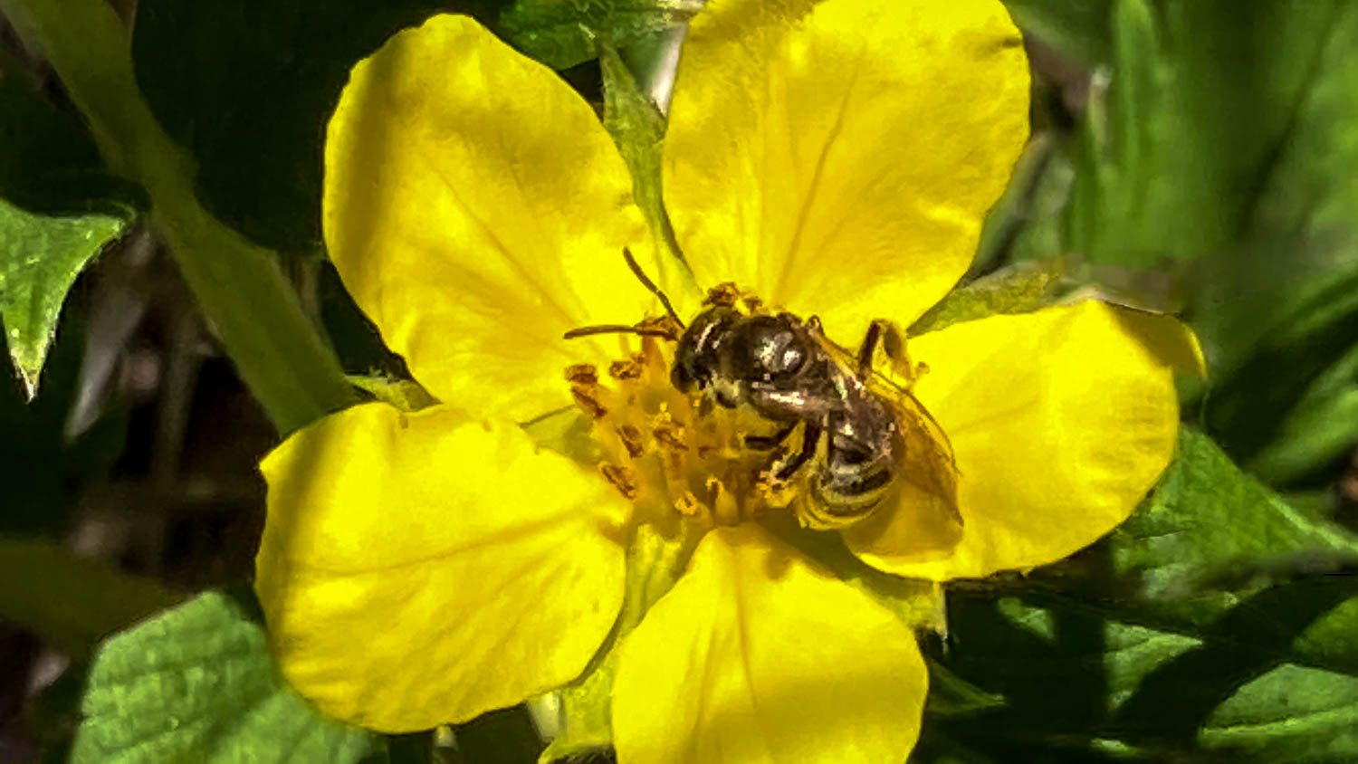 A bee pollinating a yellow flower of Argentina anserina, a member of the rose family commonly known as silverweed