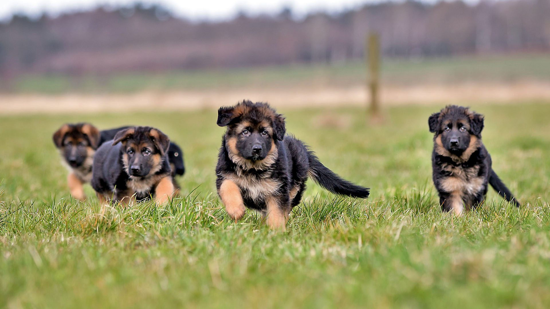 Stock photo of Three purebred young German Shepherd dog puppies having fun outdoors on a grass field on a sunny spring day.