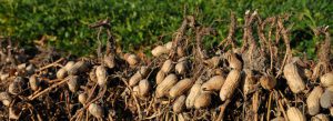 Clemson experts report peanut production up in South Carolina.
