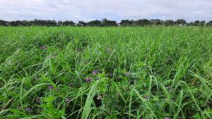 Alfalfa once was a dominant perennial legume species used in the southern United States. Thanks to improved varieties and management practices associated with increases in educational efforts and plantings, alfalfa is making a comeback.
