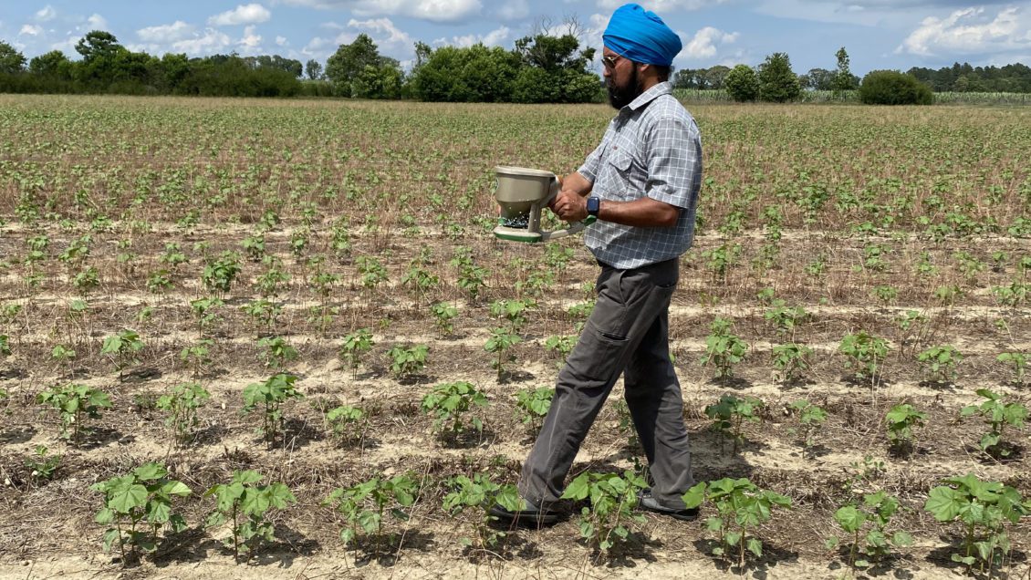 Bhupinder Farmaha, a Clemson nutrient management specialist, spreads fertilizer in an Edisto REC field.