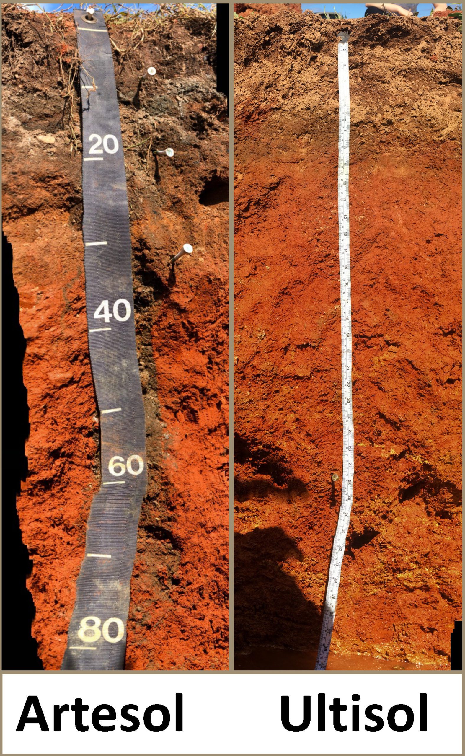 Attendees will learn about the new proposed soil order Artesol during the 2022 Southern Regional Cooperative Soil Survey Conference June 6-9 in Greenville, South Carolina.