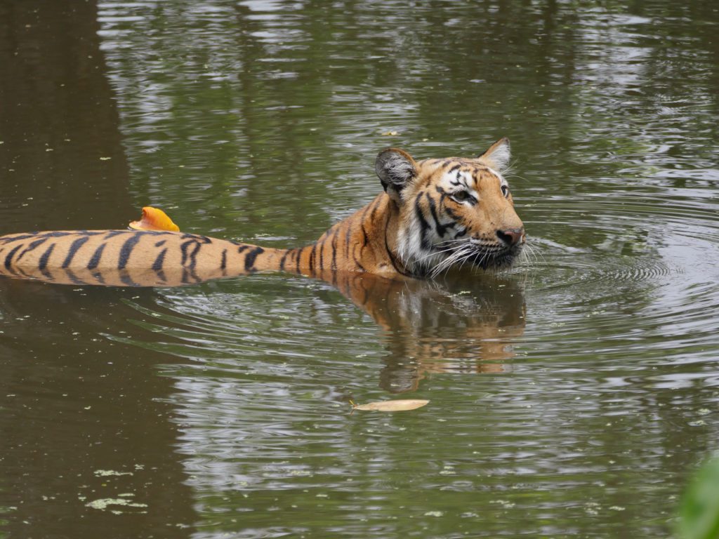 A tiger half submerged in murky water as it's swimming. 