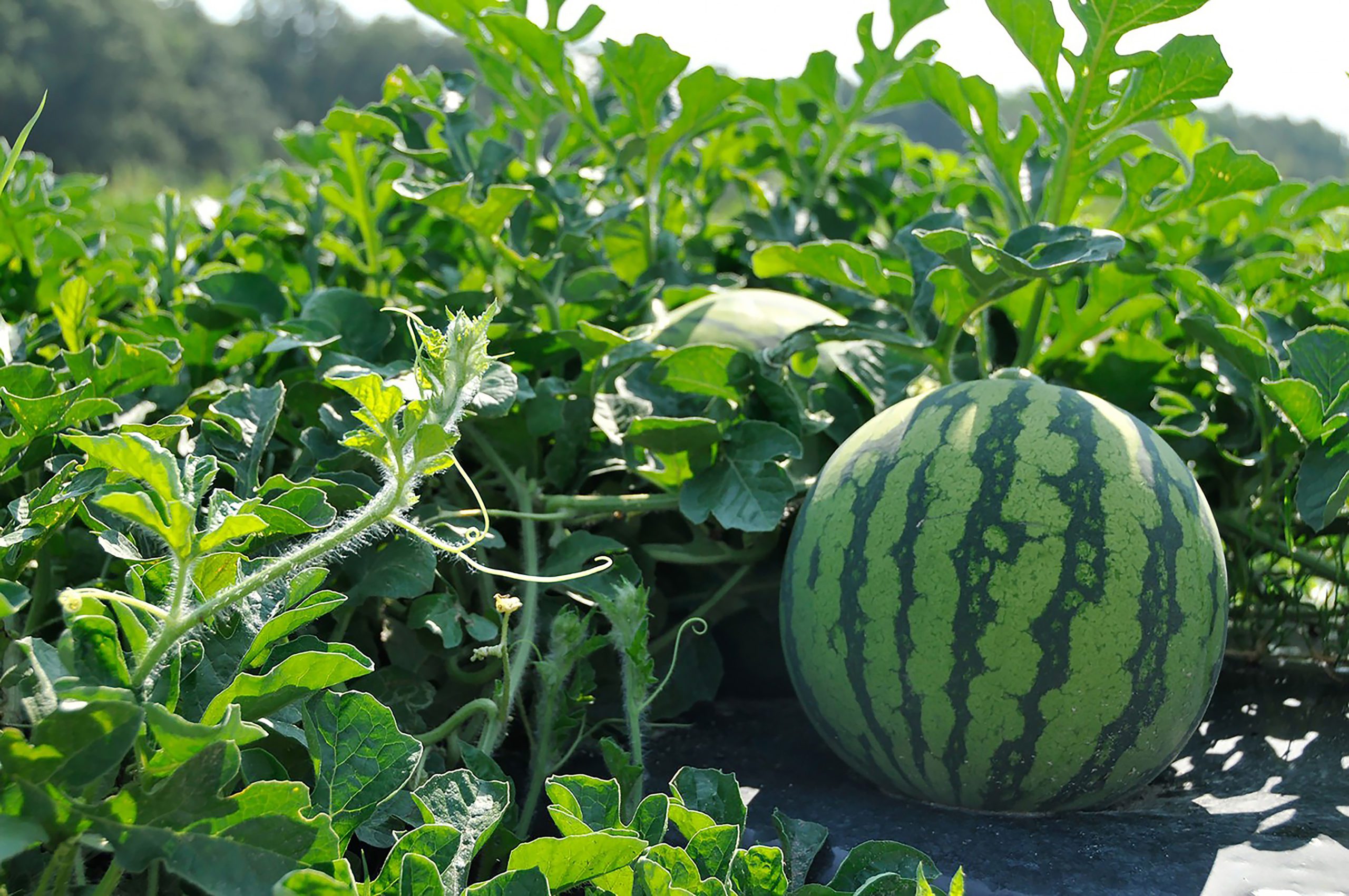 Clemson University researchers have received a USDA grant to find novel ways to improve crop nutrient use efficiency and pest management in organic watermelon.