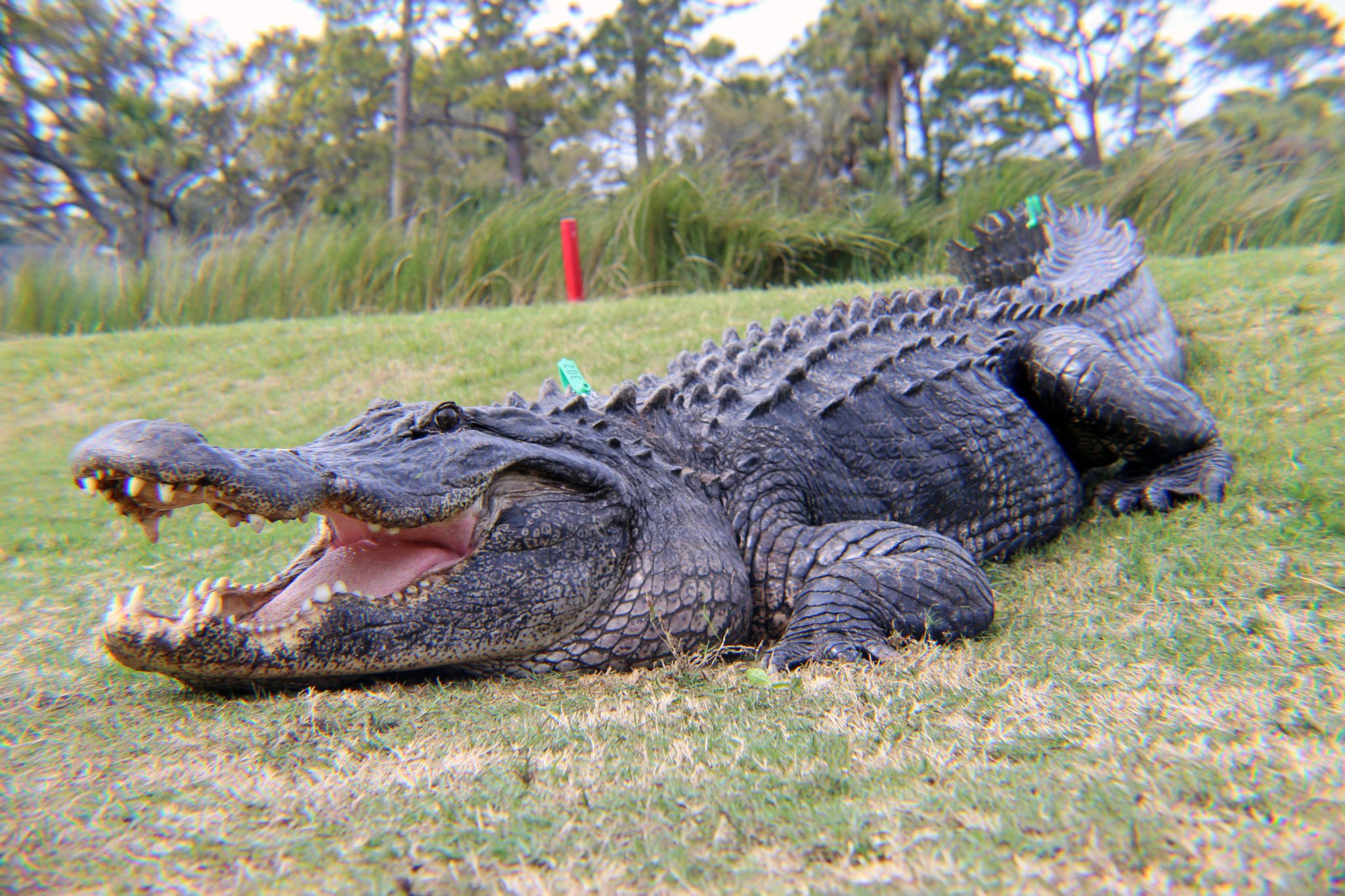 Clemson researchers helping humans, alligators coexist in coastal SC