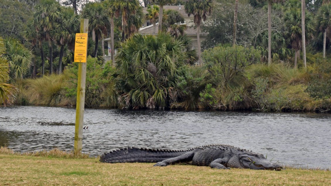 Clemson researchers helping humans, alligators coexist in coastal SC