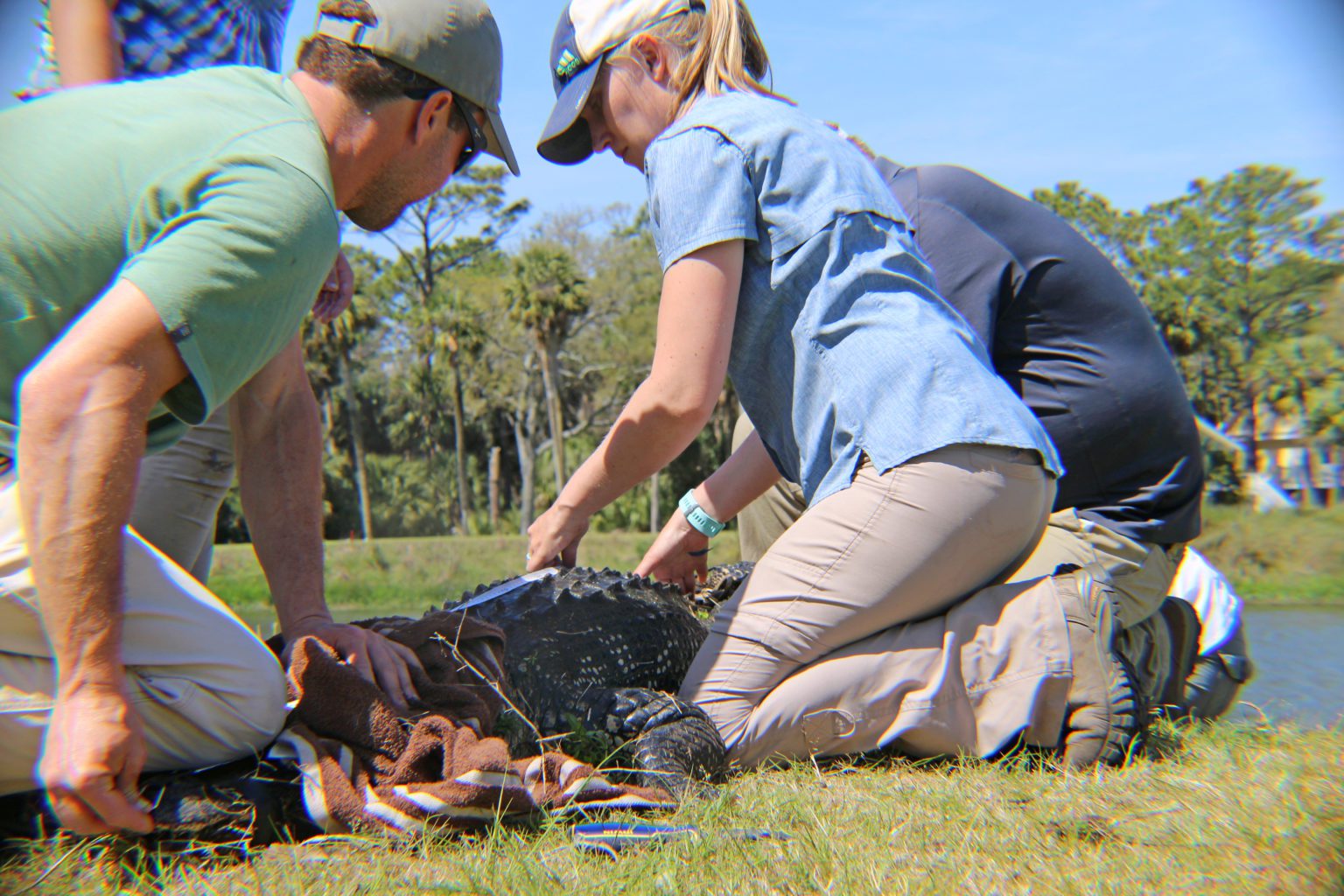 Clemson researchers helping humans, alligators coexist in coastal SC