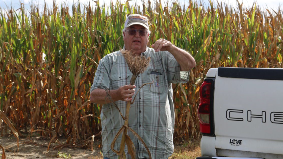 John Mueller demonstrates nematode infection on corn plant roots.