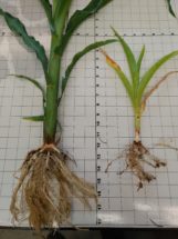 Stubby root nematodes become active at lower soil temperatures.
