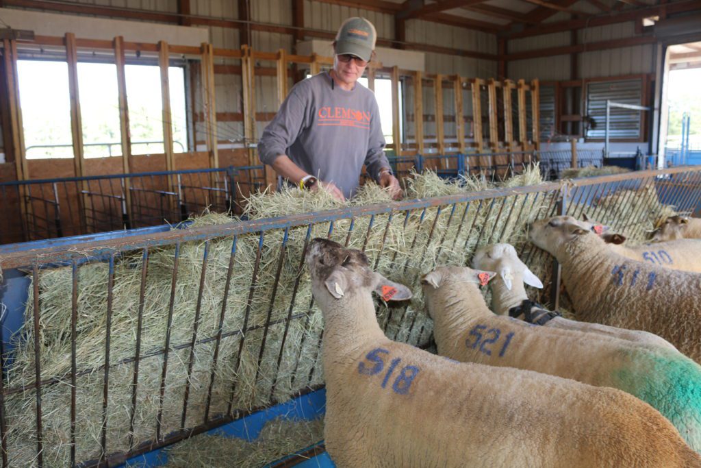 Maggie Miller, farm manager, is responsible for taking care of sheep at the Clemson Sheep Farm.