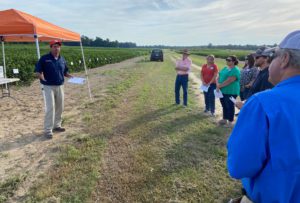 Clemson Extension Cotton Specialist Mike Jones says farmers should prioritize yield potential and stability when choosing what cotton variety to plant.