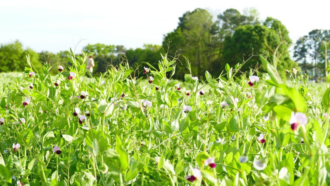 A team of researchers led by Professor Clemson Dil Thavarajah is studying the development of organic legume cultivars suitable for the Southern climate, particularly the organic production systems of South Carolina and North Carolina.