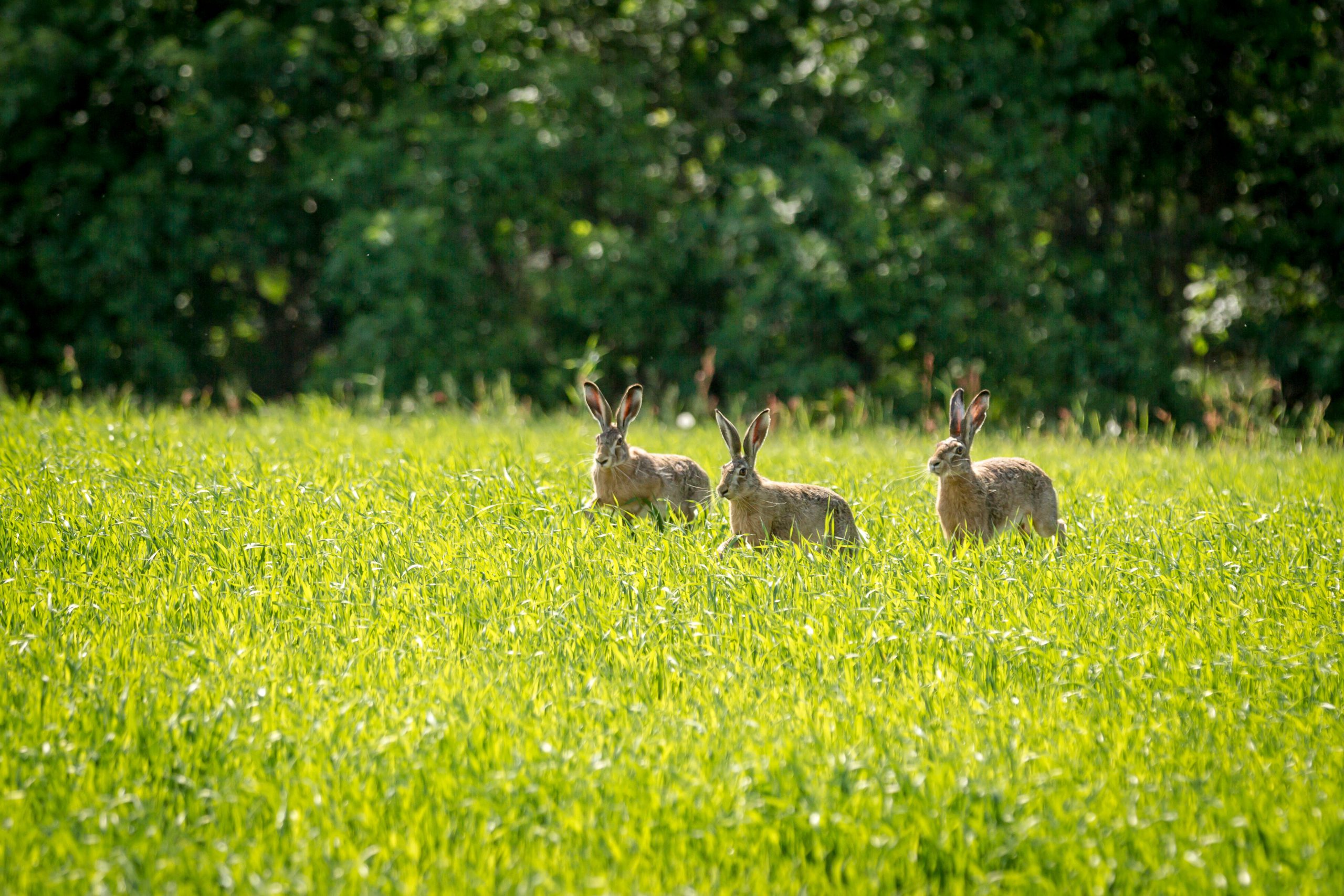 Three rabbits running around the field
