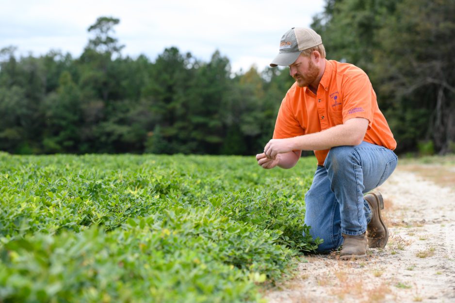 A farmer wearing an orange shirt and Clemson ball cap kneels in a field to pick up something small from the ground.