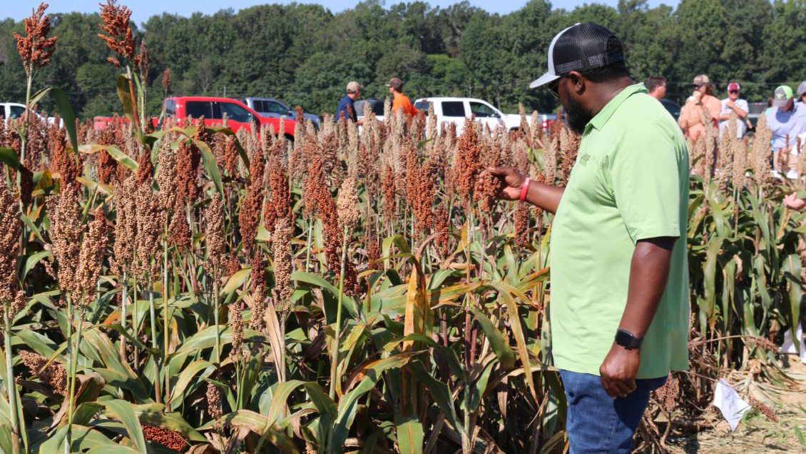 Clemson Agronomic and Vegetable Field Day highlights
