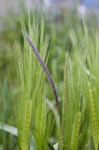 Black-grass is considered the most noxious weed of small grains in Europe. Photo courtesy of Rothamsted Research.