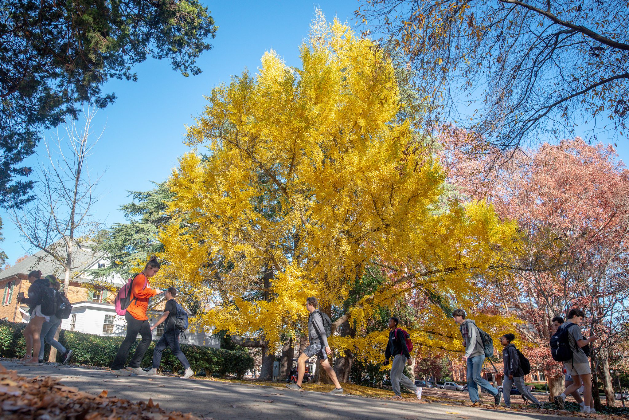 Students walk to class past a gingko tree exploding with bright leaves on a fall day, Nov. 28, 2022. (Photo by Ken Scar)