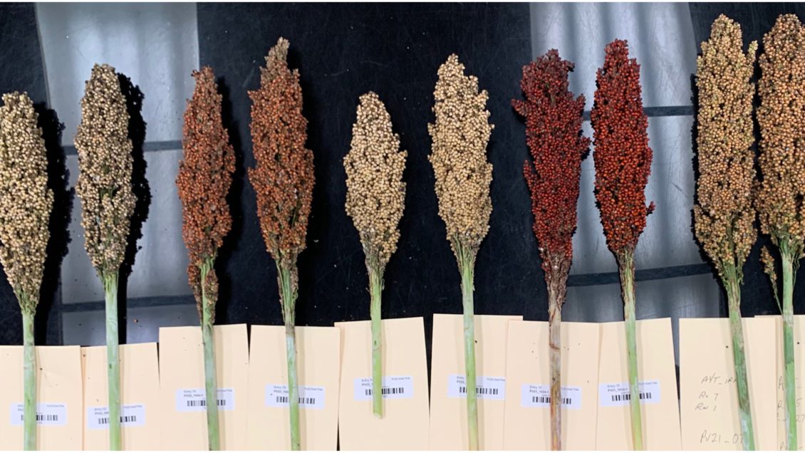 Individual sorghum panicles were harvested in August 2022 for compositional and metabolomic analyses to determine changes in nutrients and metabolites that affect grain quality.