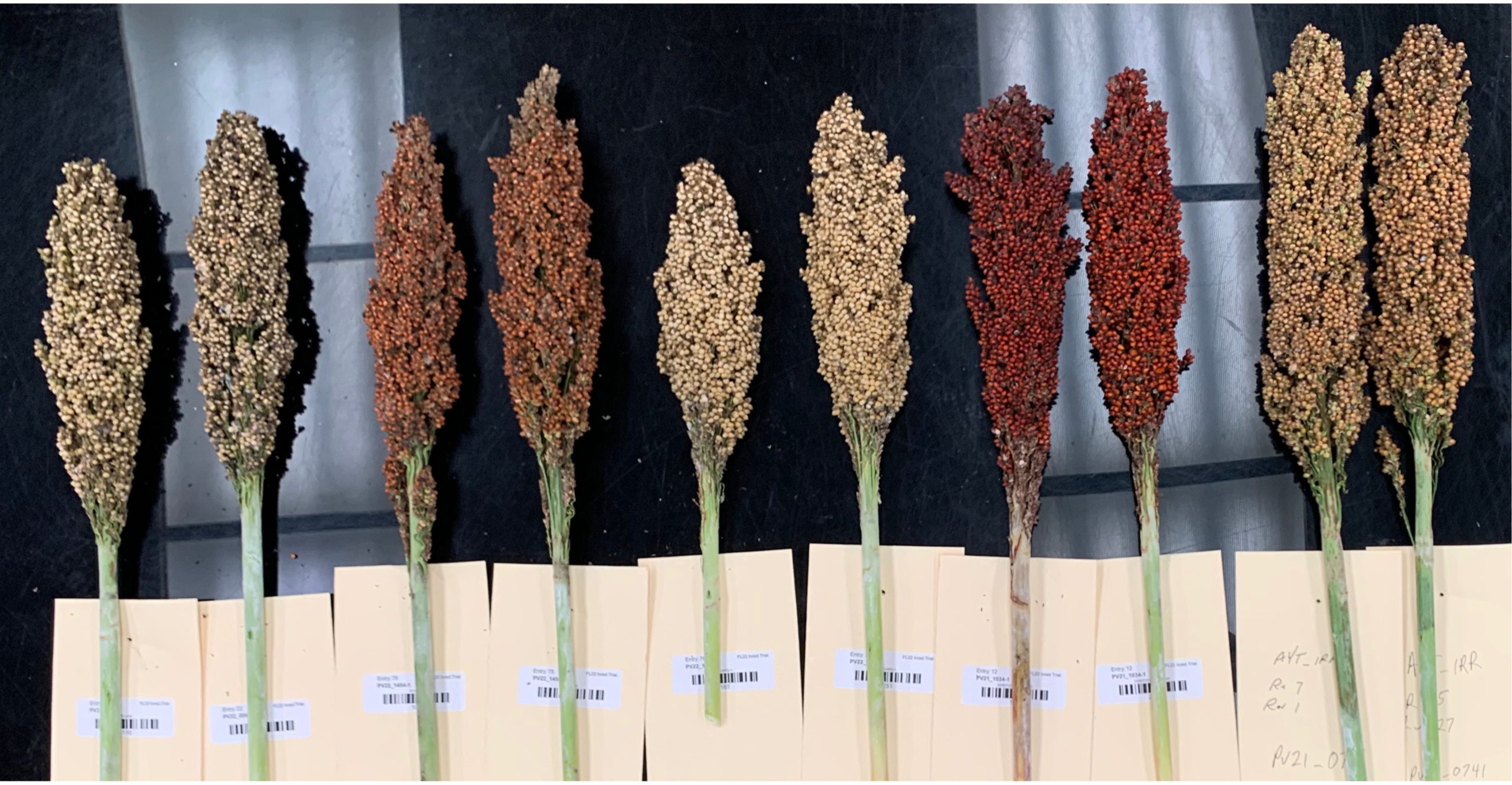Individual sorghum panicles were harvested in August 2022 for compositional and metabolomic analyses to determine changes in nutrients and metabolites that affect grain quality.
