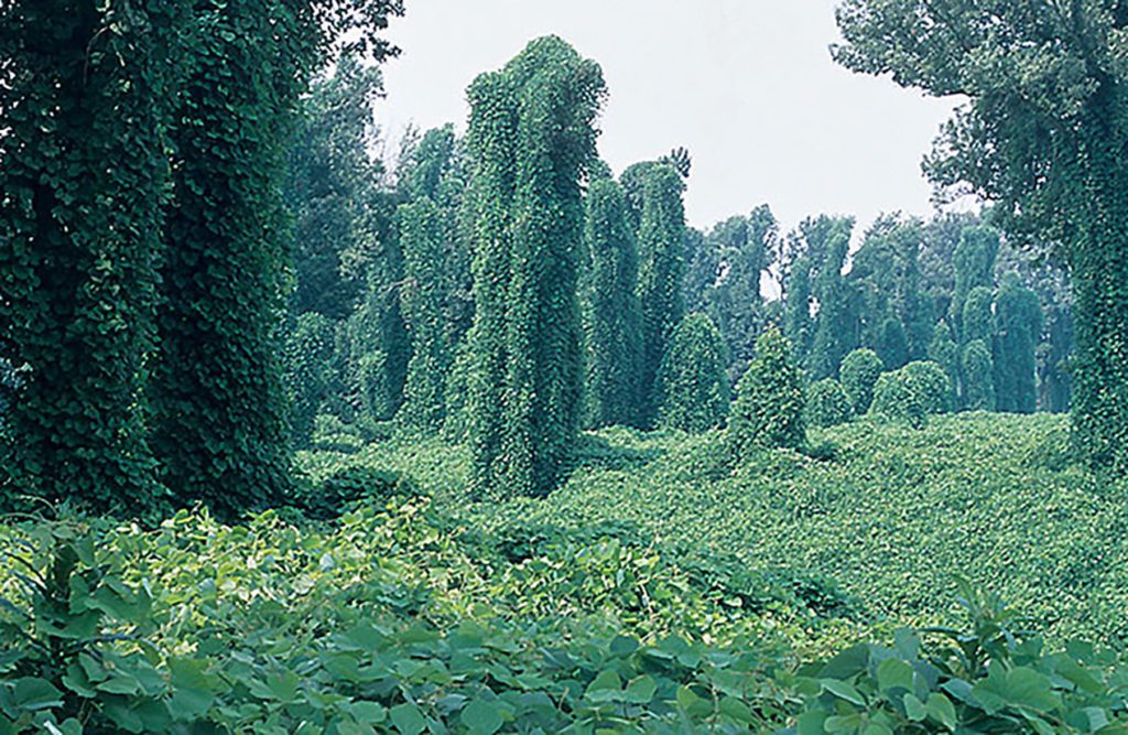 Sometimes called "the vine that ate the South," kudzu is an invasive plant species in the United States that has produced devastating environmental consequences since being introduced.