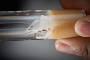 A picture of a test tube with fruit flies in it