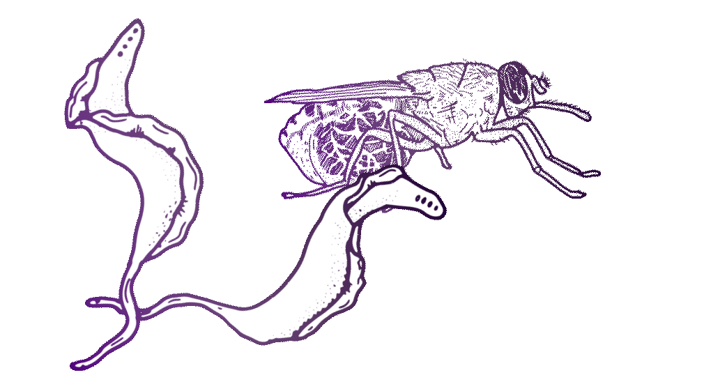 A purple line-sketch drawing of a tsetse fly and larvae moving in a slow, circular pattern. These are the parasites that cause African sleeping sickness.