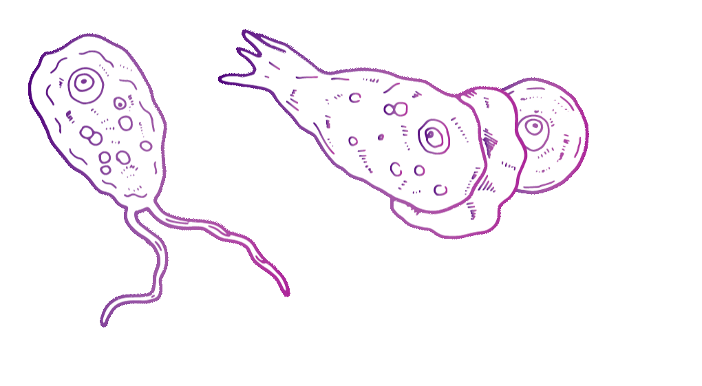 Three, purple line-sketch drawings. One has two long tentacles at the bottom of an oval shape, one is circular with a hole in the middle and one has fin-like cusps on the bottom and a wavy mane at the top. This is the pathogen that causes brain-eating amoeba: Naegleria fowleri.