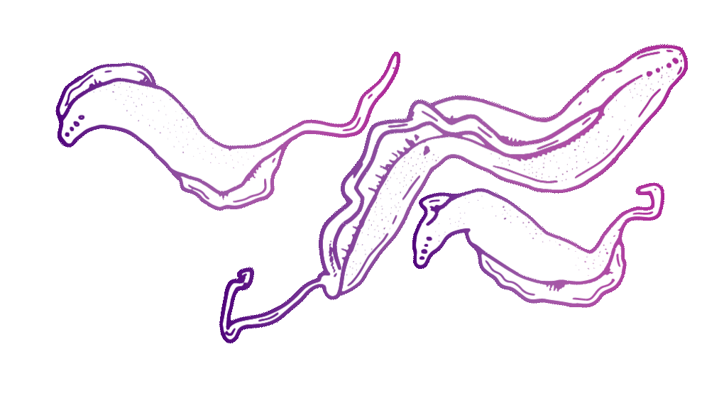 Three overlapping purple lline-sketch drawings of the parasite Trypanosoma cruziparasite that causes Chagas disease moving in a slow, counterclockwise motion.