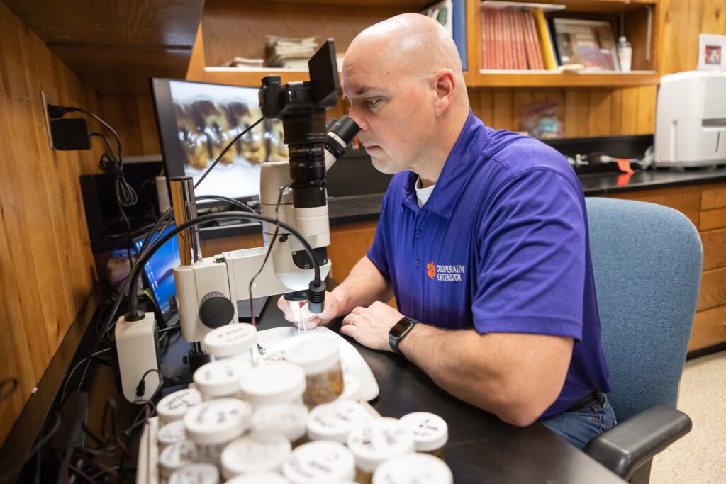Man, David Coyle, sitting at a desk and looking into a microscope. In the foreground are about twenty samples of larva in small containers with lids. In the background is a computer monitor with an image of a larva on it, and there is a wall shelf with books on it.