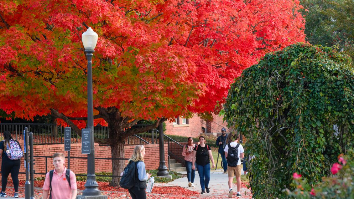 Students walking on a sidewalk underneath a row of trees with warm-colored leaves in the Fall.