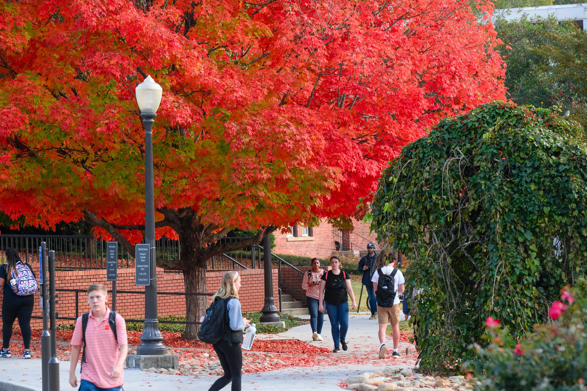 Students walking on a sidewalk underneath a row of trees with warm-colored leaves in the Fall.