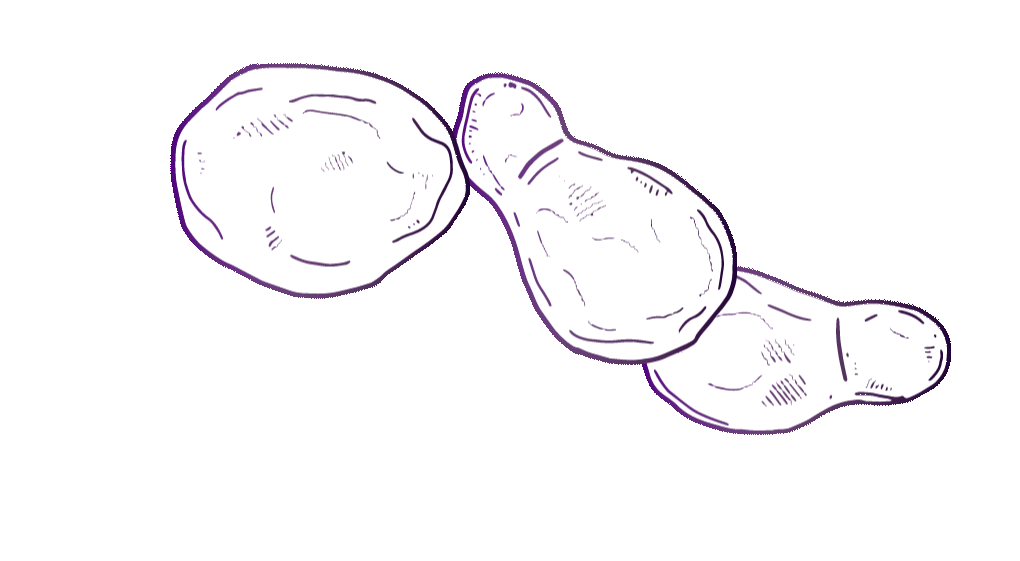 Three overlapping purple sketch drawings of potato-shaped pathogens that are Cryptococcus neoformans, which causes fungal meningitis.