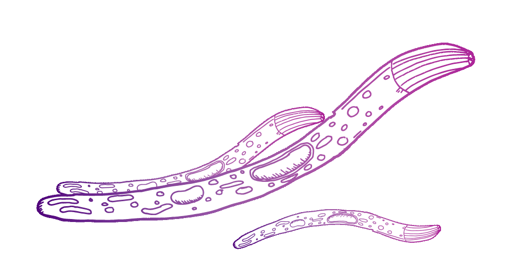 A purple line-sketch illustration of three overlapping worm-like figures slowly moving up and down. These are malaria pathogens. 