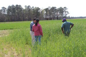 Clemson researchers Rongzhong Ye, Sruthi Narayanan and Ricardo St. Aime study cover crops grown during fall-winter season