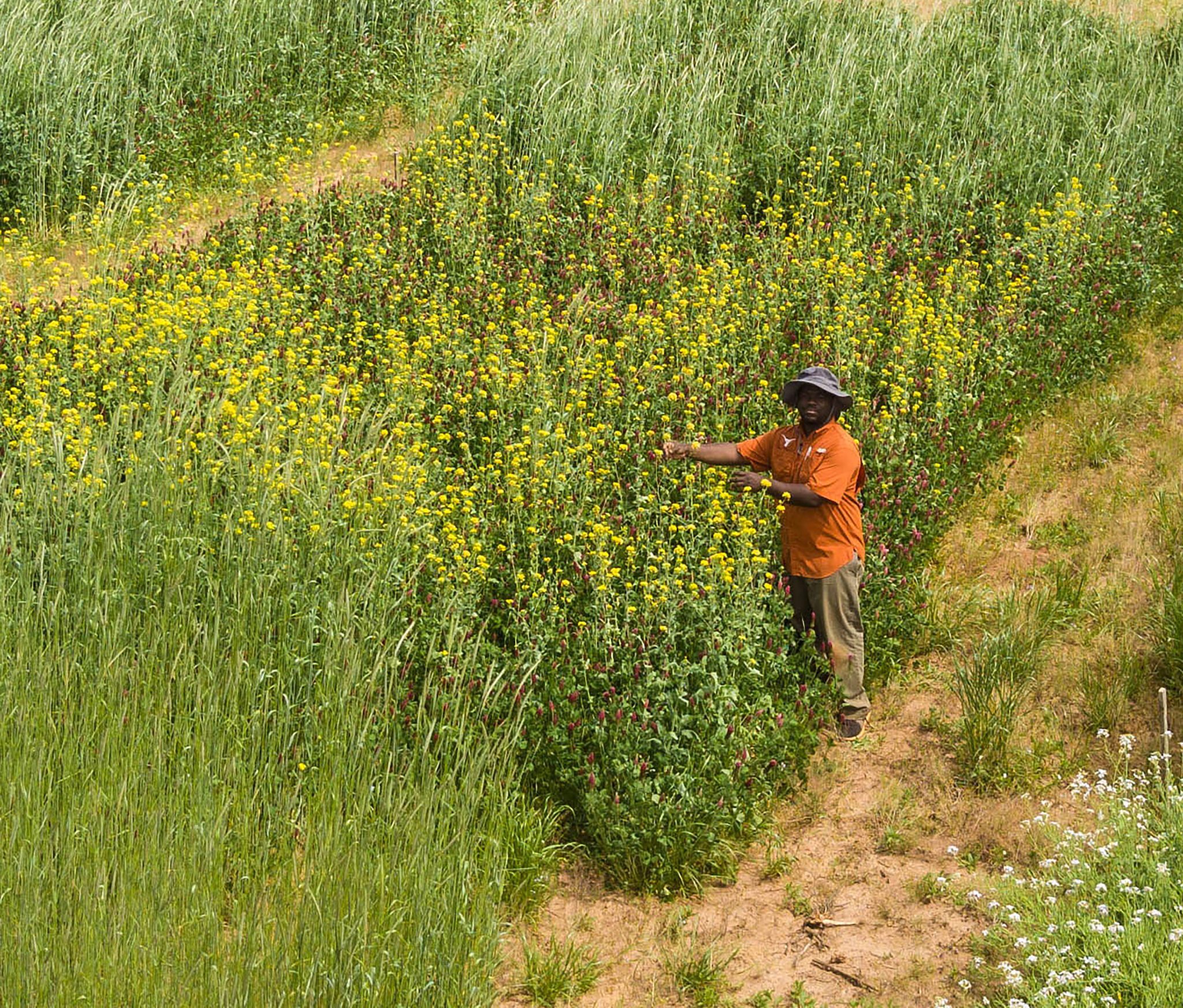 Upstate agriculture research on display during Simpson Beef Cattle Farm