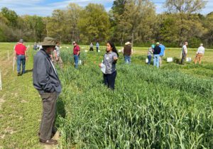 Liliane Silva, Clemson Extension forages specialist, talks about cool-season forage demo plots at the Edisto REC.