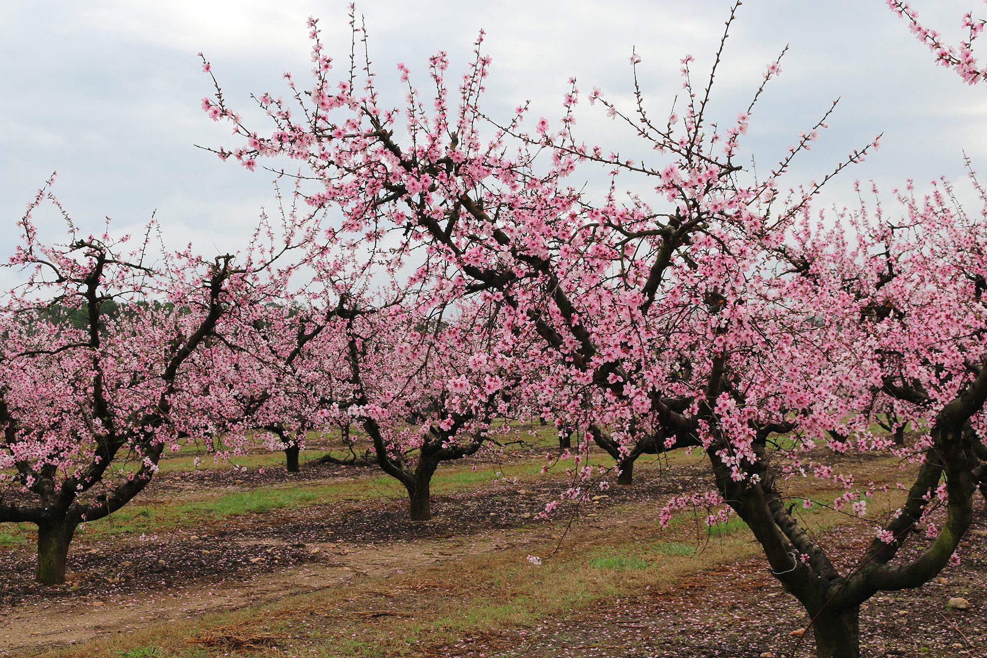 Peach trees in bloom at Musser Farm.