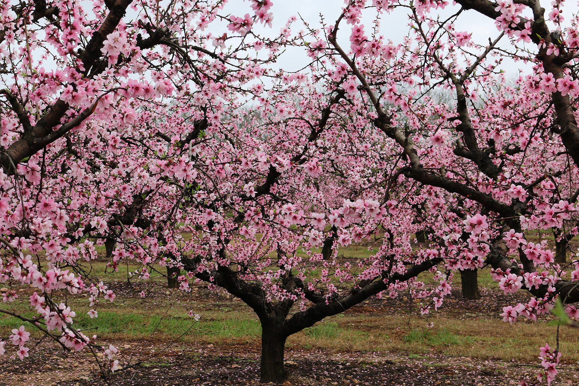 Peach trees in bloom at Musser Farm.