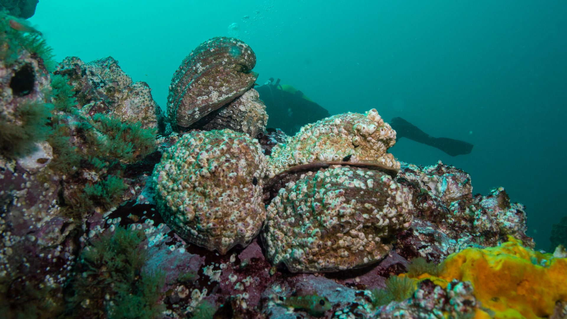photo of chilean abalone at the bottom of the ocean