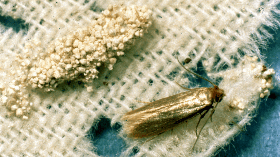Cloths moth and cloths moth larvae eating fabric.