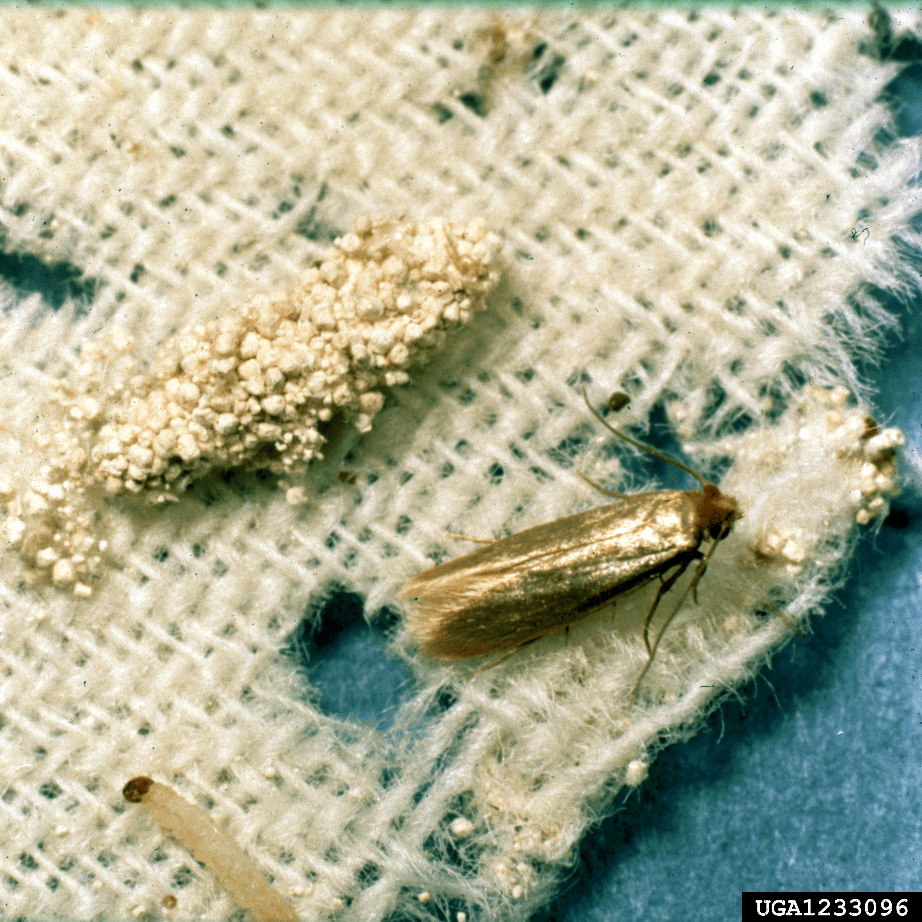 Cloths moth and cloths moth larvae eating fabric.