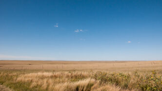 Wild grass tall on the prairie under a bright blue sky