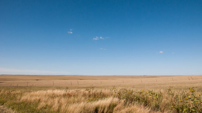 Wild grass tall on the prairie under a bright blue sky