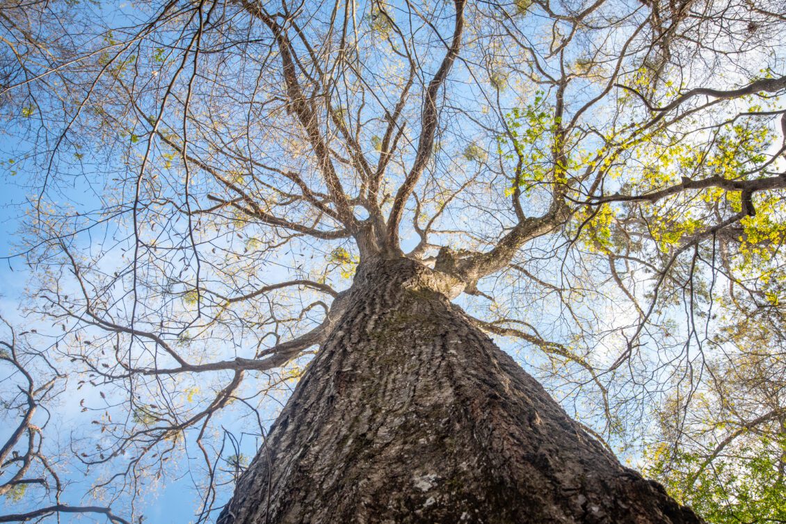 Standing Champions Clemson Campus Boasts Dozens Of S C S Largest   Champion Black Oak 5 1130x754 