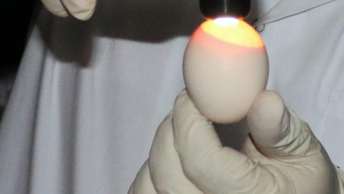 An egg candler is used to check eggs for embryos. In a Clemson University study, eggs that contain embryos, such as this one, are inoculated with probiotics to boost the chick’s immune system before it is born.