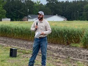 Alex Coleman, Clemson Extension small grains and sorghum specialist, says he expects to see an increase in Hessian fly populations. 