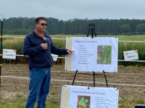 Mike Marshall, Clemson Extension weed specialist, talks about managing weeds in small grains.