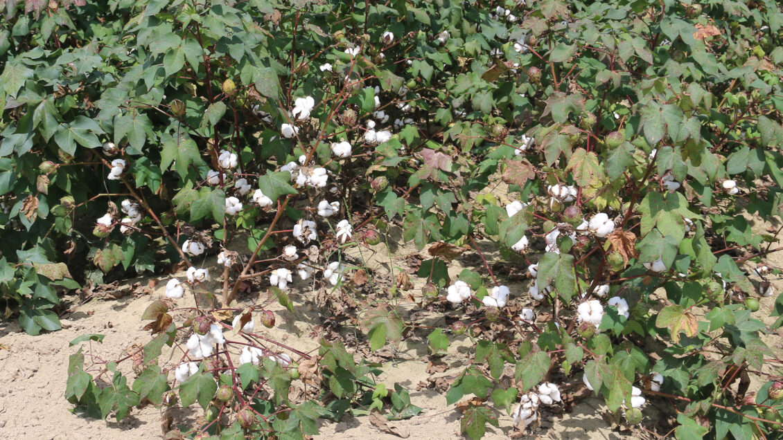 Clemson researchers are looking at how regulating certain genes can transform cotton from a perennial plant to an annual plant.